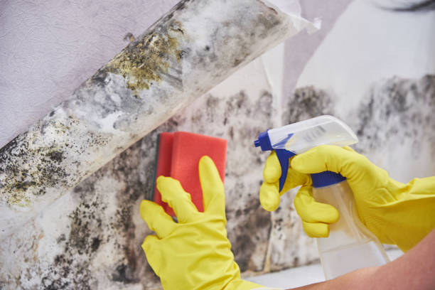  , USA Mold Removal Pros